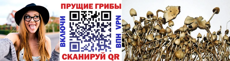 Псилоцибиновые грибы Psilocybe  сколько стоит  MEGA сайт  Отрадная 